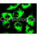 Cyno MK Endohtelial Cells